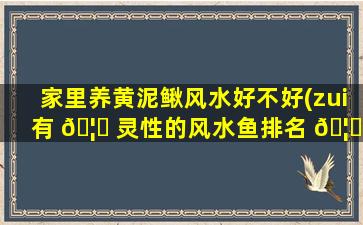家里养黄泥鳅风水好不好(zui
有 🦅 灵性的风水鱼排名 🦅 )